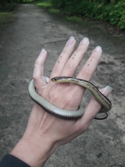 Thamnophis sirtalis sirtalis