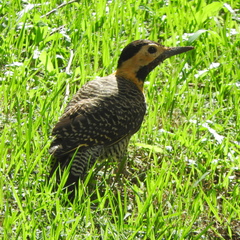 Colaptes campestris