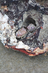 Onithochiton neglectus