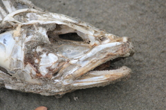 Pseudophycis bachus