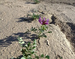 Astragalus crotalariae
