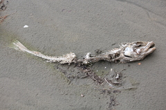 Pseudophycis bachus