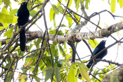 Cyanocorax melanocyaneus