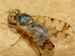 Austrotephritis pelia