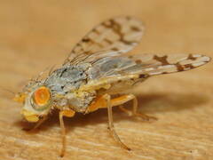 Austrotephritis pelia