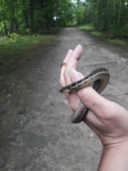 Thamnophis sirtalis sirtalis