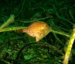 Scobinichthys granulatus