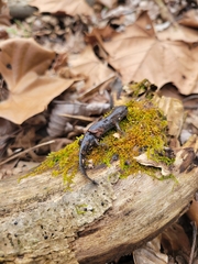 Ambystoma talpoideum