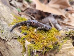 Ambystoma talpoideum