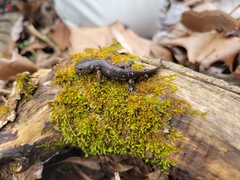 Ambystoma talpoideum