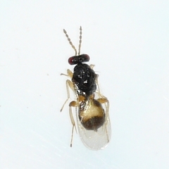 Euplectrus