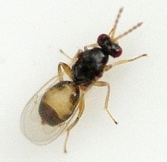 Euplectrus