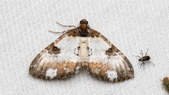 Melanthia procellata