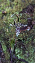 Scoliopus bigelovii