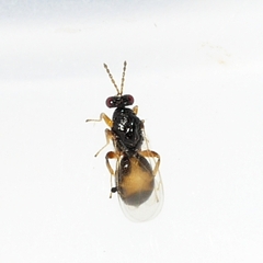 Euplectrus