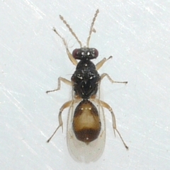 Euplectrus
