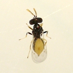 Euplectrus