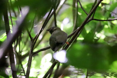 Chiroxiphia linearis