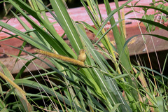 Sporophila morelleti