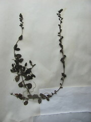 Veronica serpyllifolia serpyllifolia