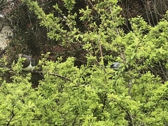 Hemiphaga novaeseelandiae