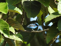 Dacnis hartlaubi