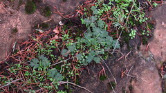 Lithophragma parviflorum