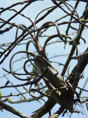 Tillandsia intermedia