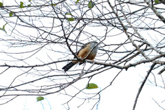 Campylorhynchus zonatus