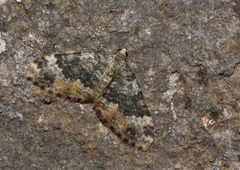 Coenotephria schneideraria