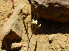 Sandwort (Stenodraba)