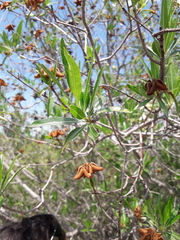 Kageneckia lanceolata