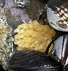 Ocenebrinae