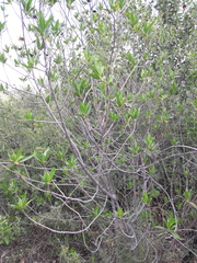 Kageneckia lanceolata