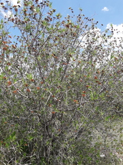 Kageneckia lanceolata