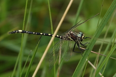 Synthemis eustalacta