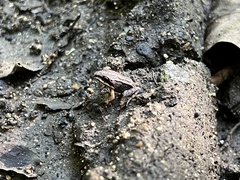 Leptodactylus albilabris