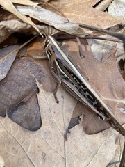 Cyrtacanthacridini