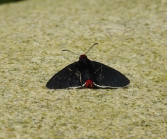 Pyrrhopygini