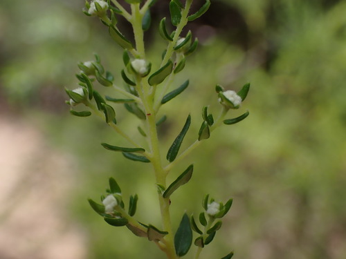 Image of Phylica rubra by (c) Ren Hoekstra, some rights reserved (CC BY)