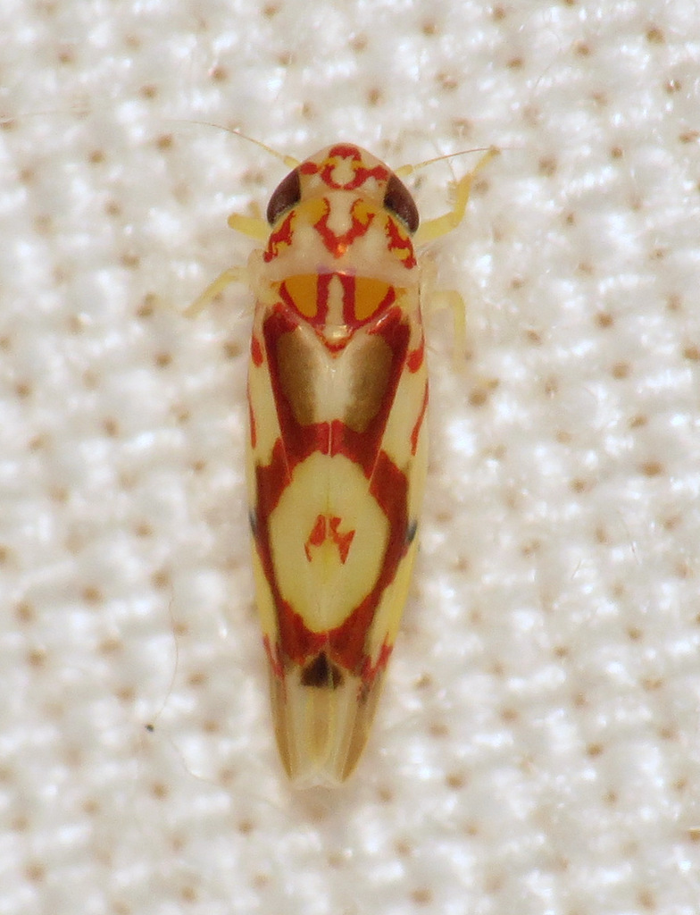 Eratoneura ligata