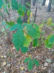 Quercus rubra