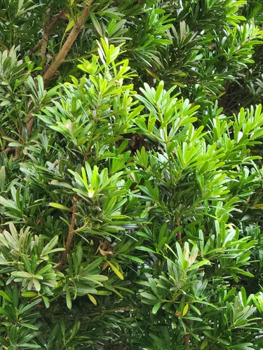 Podocarpus costalis (Podocarpus costalis)