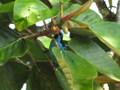 Dacnis hartlaubi