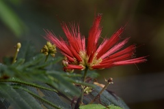Calliandra tweediei