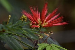 Calliandra tweediei