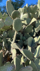 Opuntia leucotricha