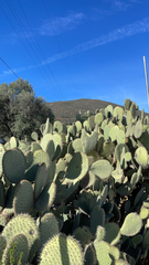 Opuntia leucotricha