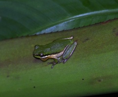Litoria bicolor
