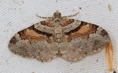 Xanthorhoe labradorensis